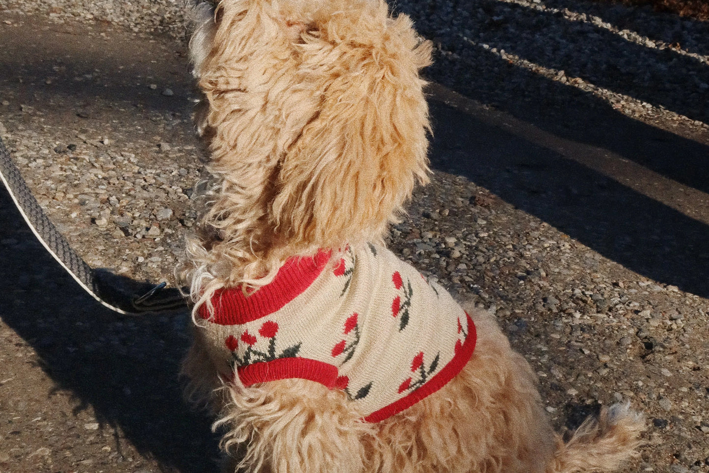 Knit Dog Vest ''Cherry''
