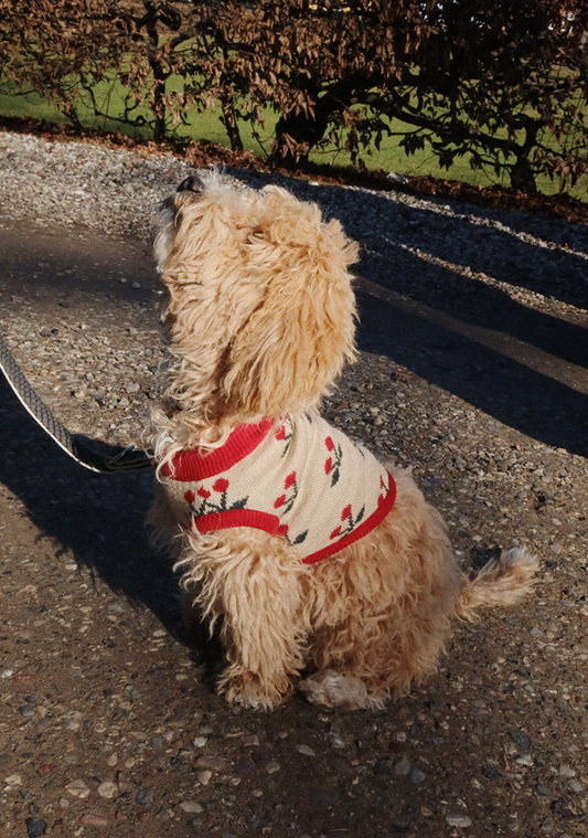 Knit Dog Vest ''Cherry''